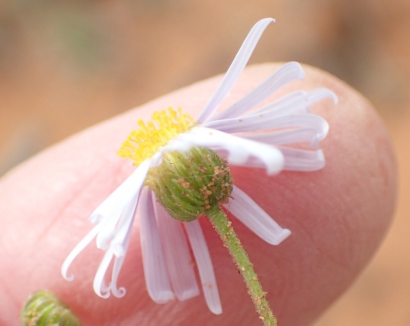 Felicia fascicularis photo 8