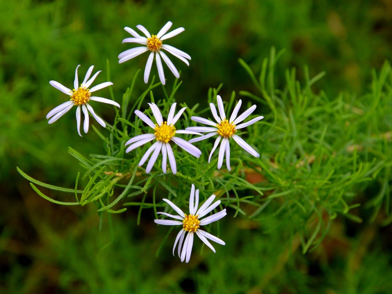 Felicia filifolia
