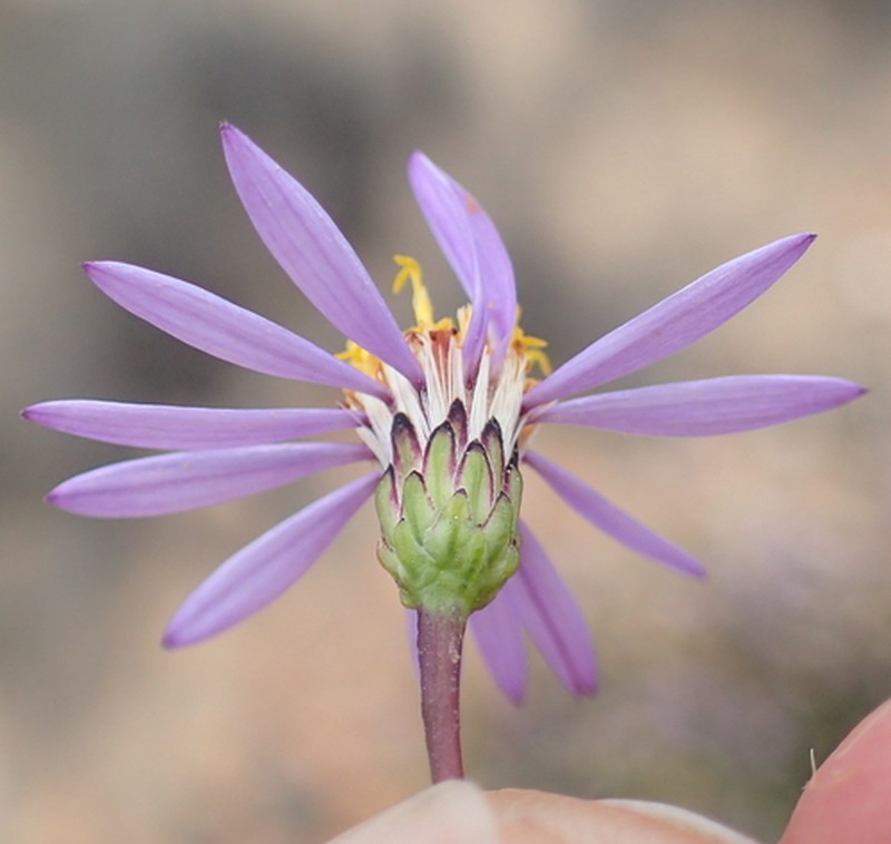 Felicia filifolia photo 2