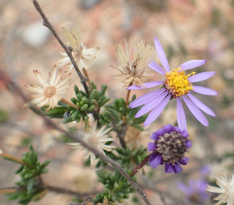 Felicia filifolia photo 3