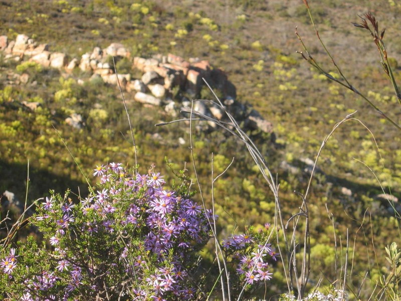 Felicia filifolia photo 4