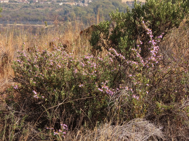Felicia filifolia photo 5