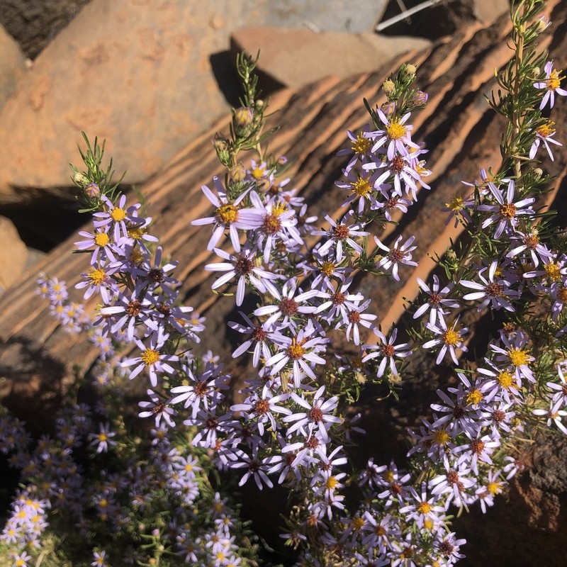 Felicia filifolia photo 6