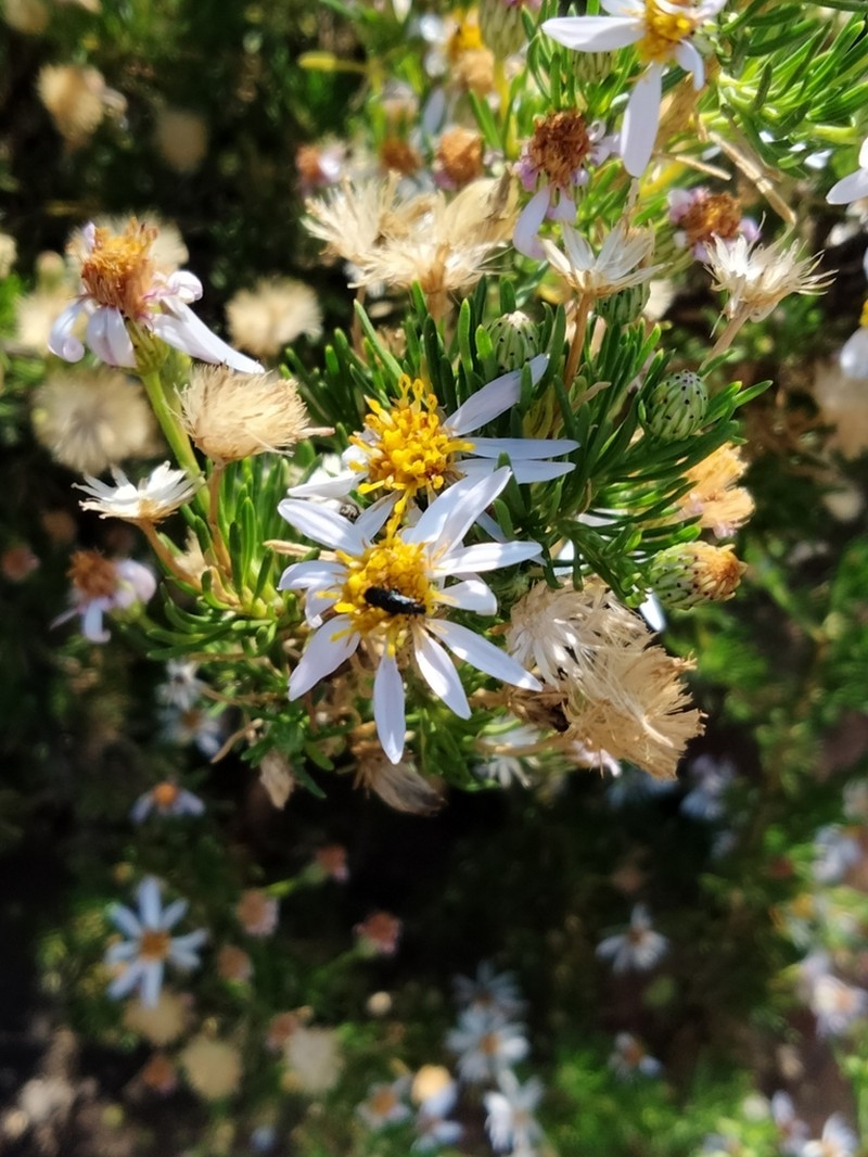 Felicia filifolia photo 7