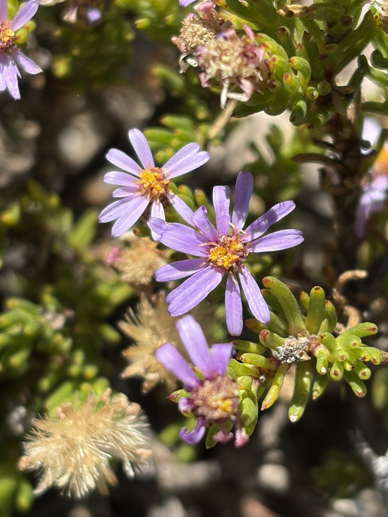 Felicia filifolia subsp. bodkinii
