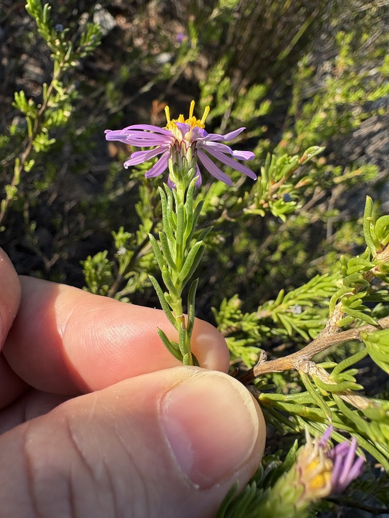 Felicia filifolia subsp. bodkinii photo 2