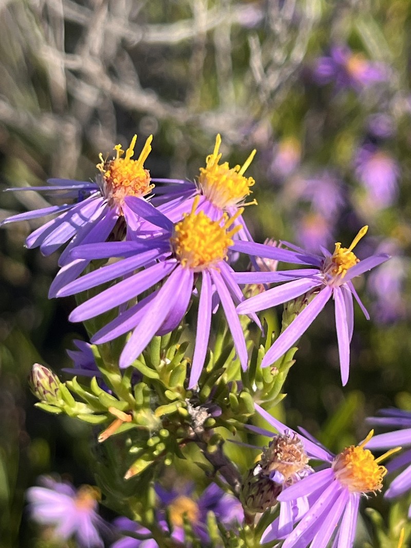 Felicia filifolia subsp. bodkinii photo 3