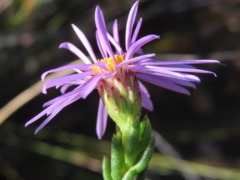 Felicia filifolia subsp. bodkinii photo 4