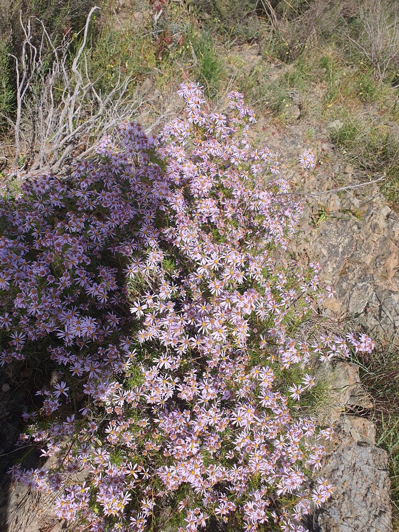 Felicia filifolia subsp. filifolia