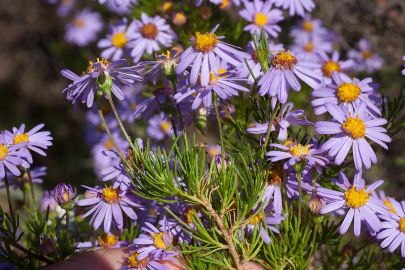 Felicia filifolia subsp. filifolia photo 2