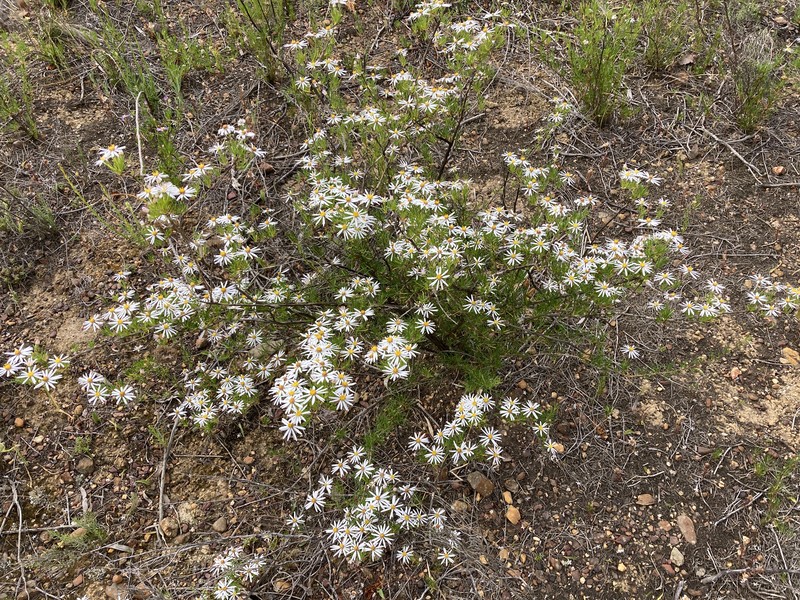 Felicia filifolia subsp. filifolia photo 3