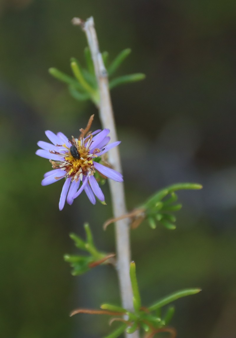 Felicia filifolia subsp. filifolia photo 4