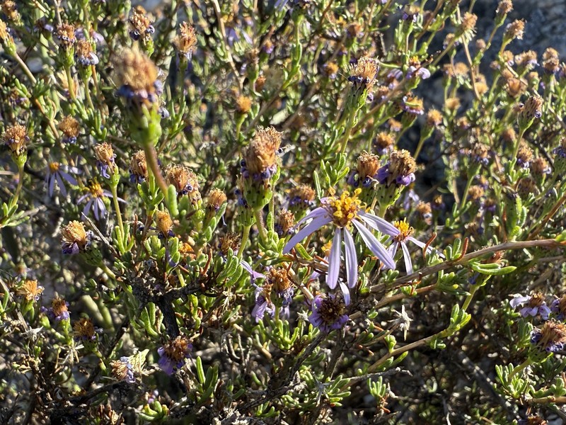 Felicia filifolia subsp. schaeferi