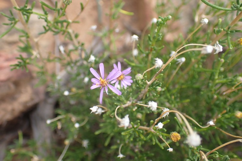 Felicia filifolia subsp. schaeferi photo 2