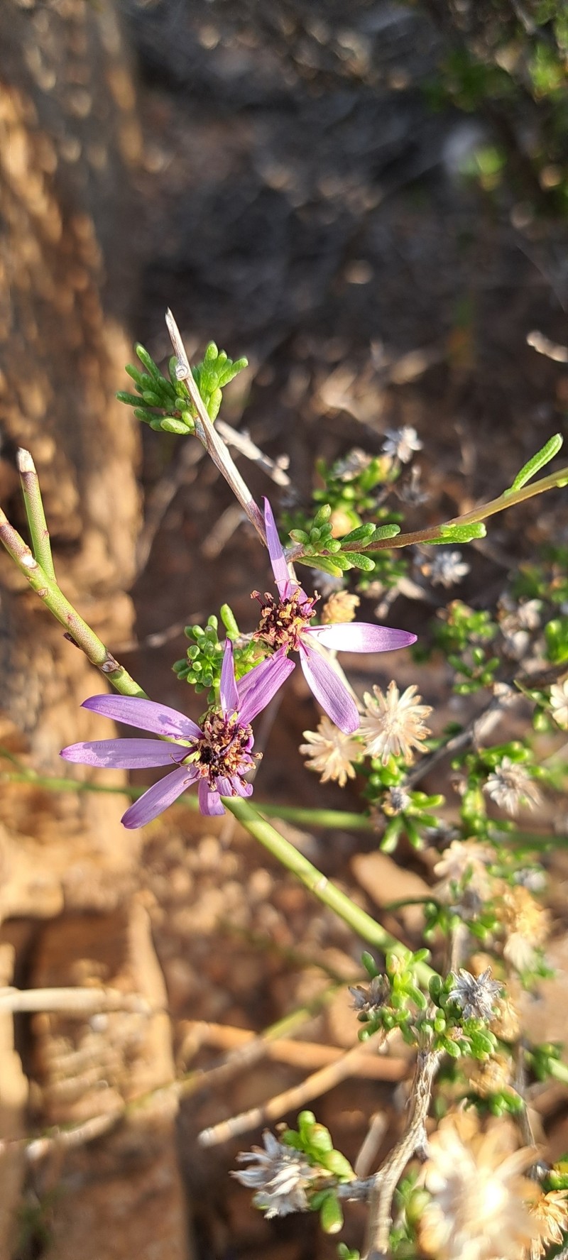 Felicia filifolia subsp. schaeferi photo 3