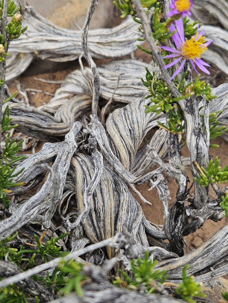 Felicia filifolia subsp. schaeferi photo 4