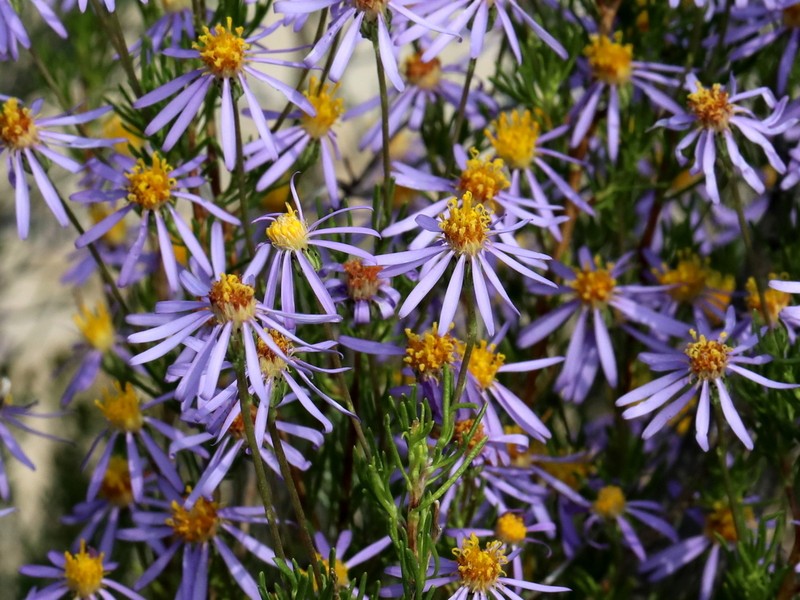 Felicia filifolia subsp. schlechteri