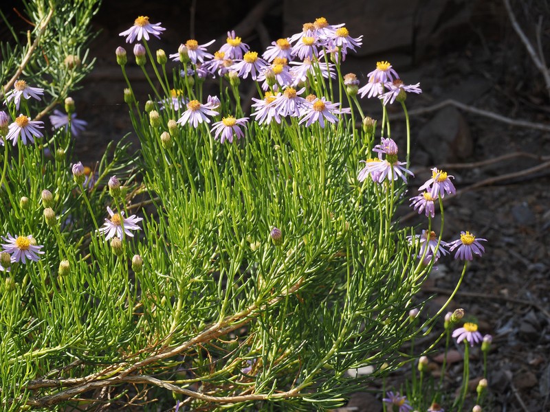 Felicia filifolia subsp. schlechteri photo 2