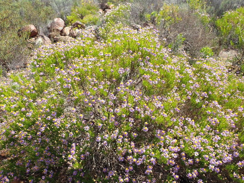Felicia filifolia subsp. schlechteri photo 3