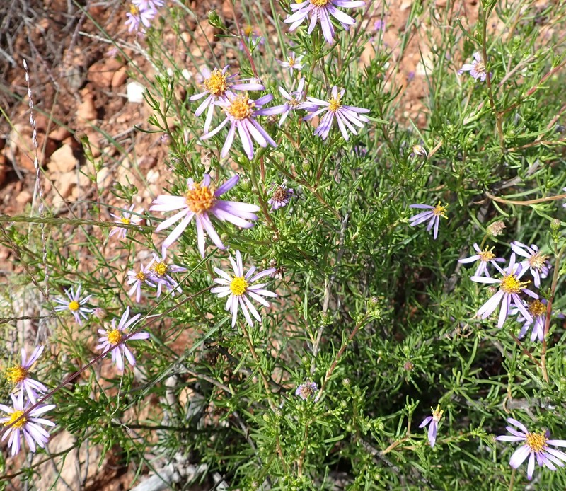 Felicia filifolia subsp. schlechteri photo 4