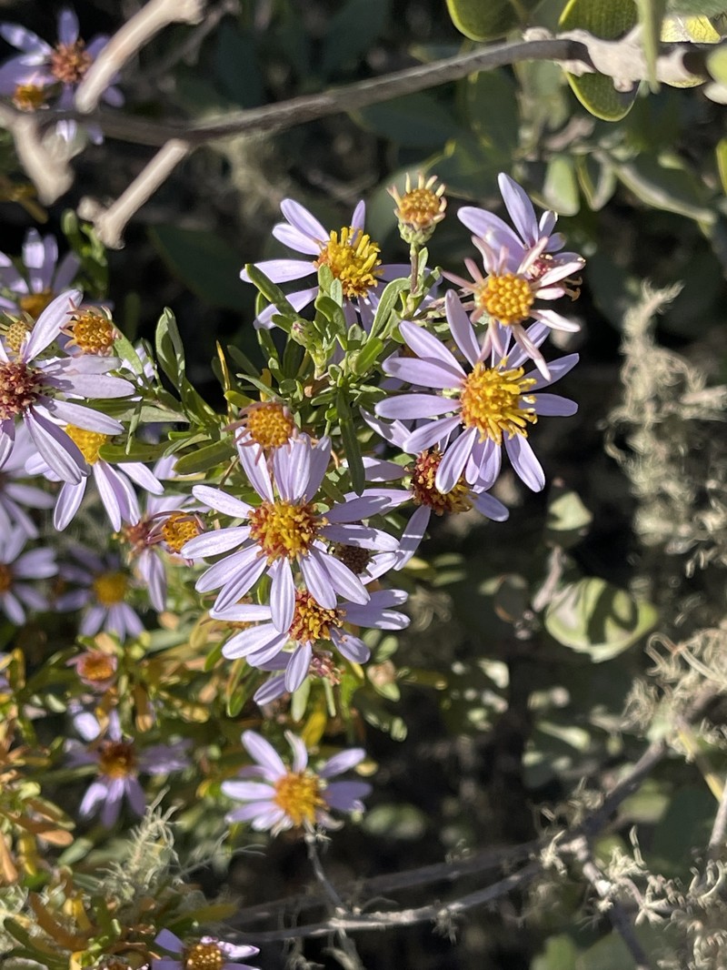 Felicia fruticosa subsp. brevipedunculata