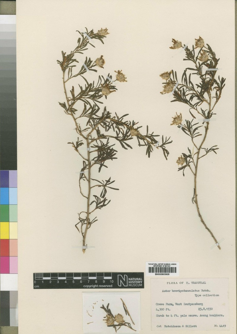 Felicia fruticosa subsp. brevipedunculata photo 2