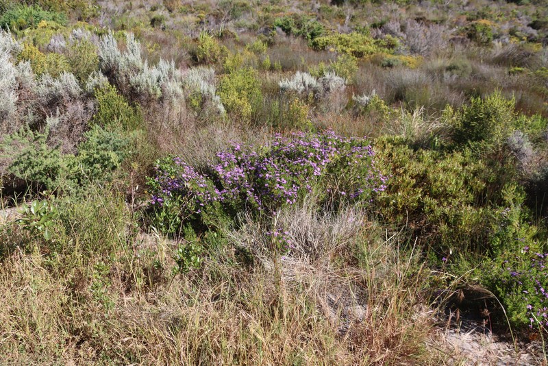 Felicia fruticosa subsp. fruticosa