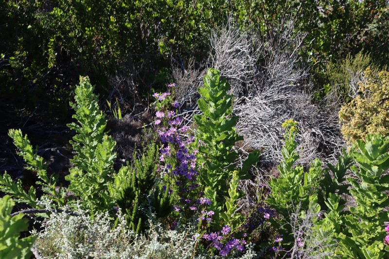 Felicia fruticosa subsp. fruticosa photo 2
