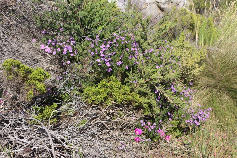 Felicia fruticosa subsp. fruticosa photo 3