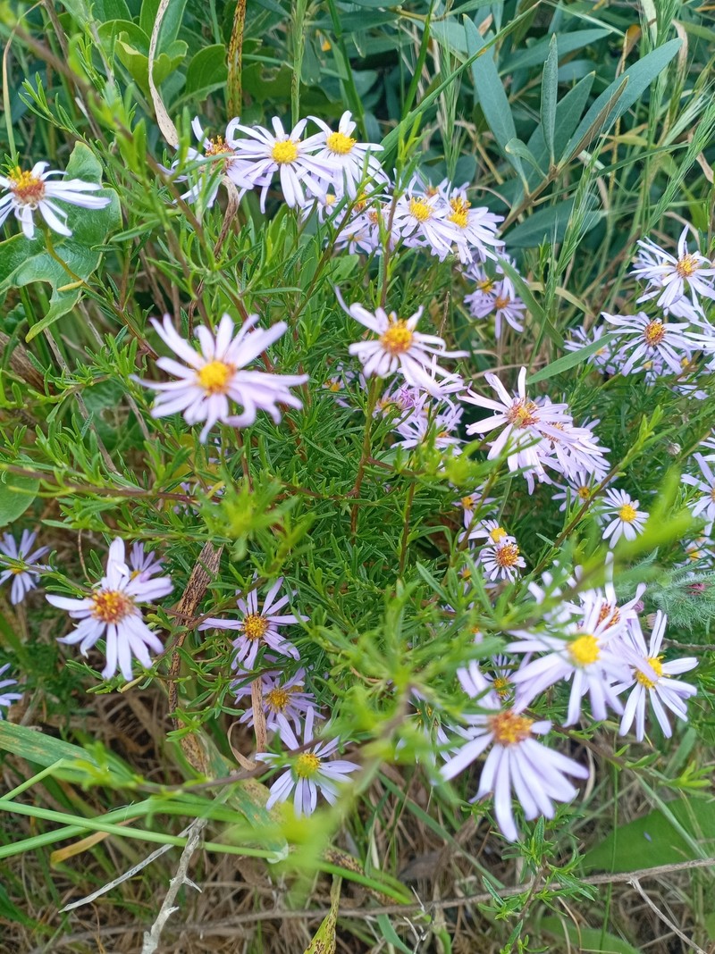 Felicia fruticosa subsp. fruticosa photo 4