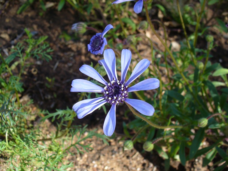 Felicia heterophylla