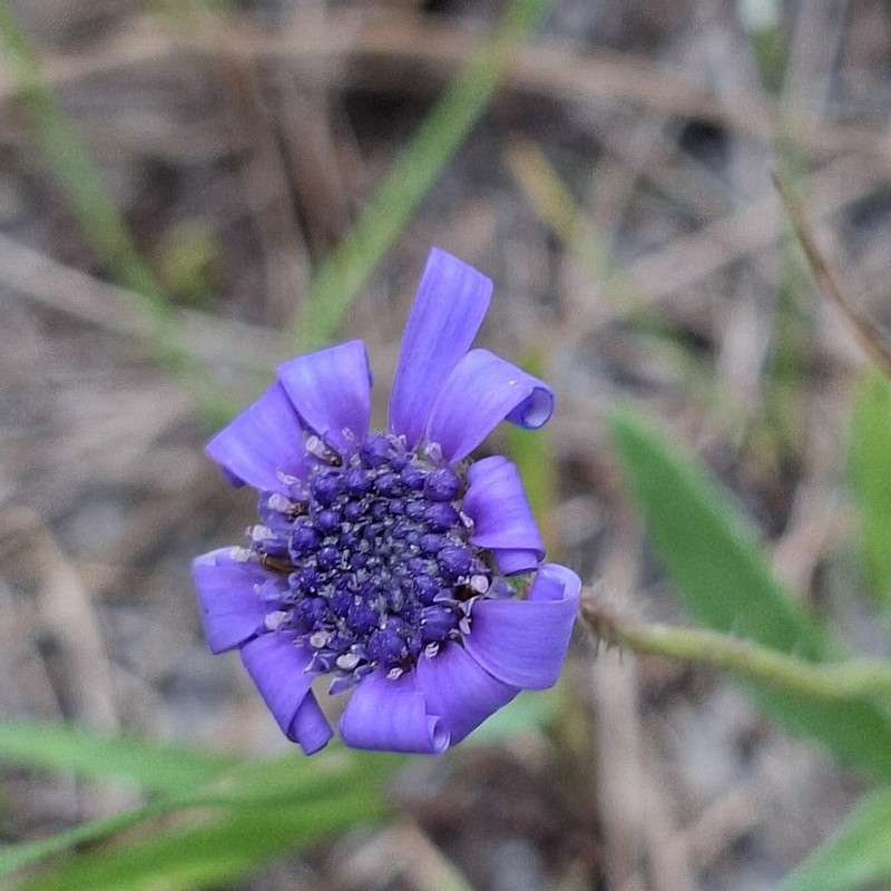 Felicia heterophylla photo 2