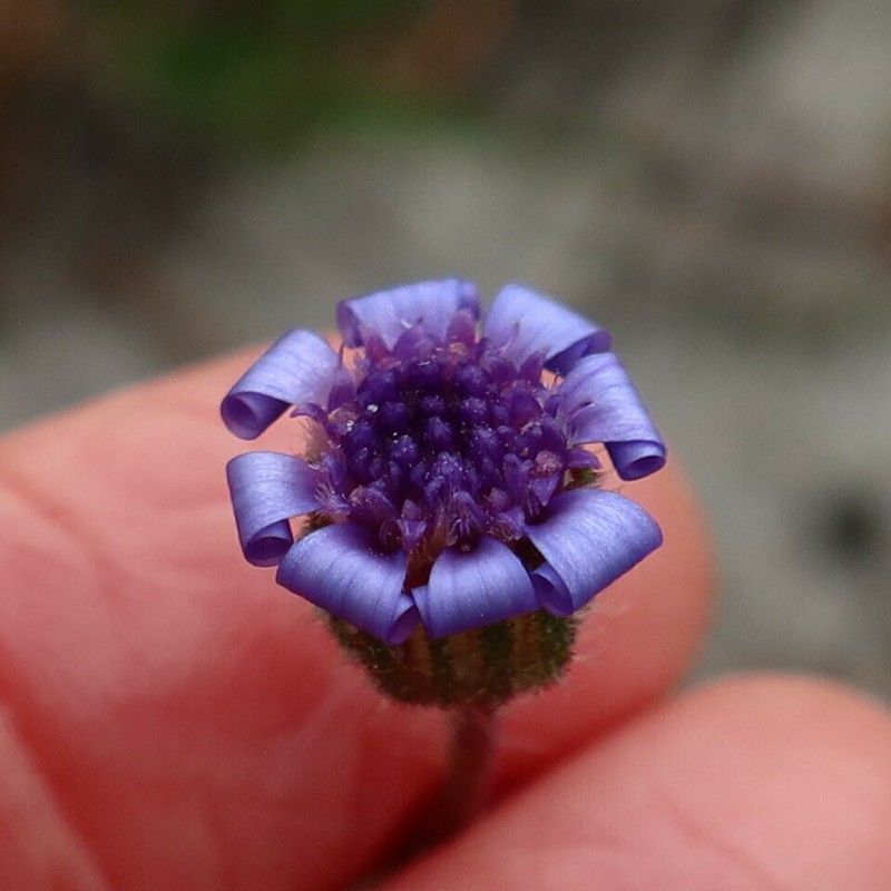Felicia heterophylla photo 3