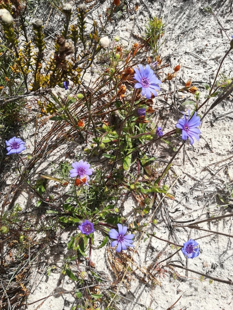 Felicia heterophylla photo 4