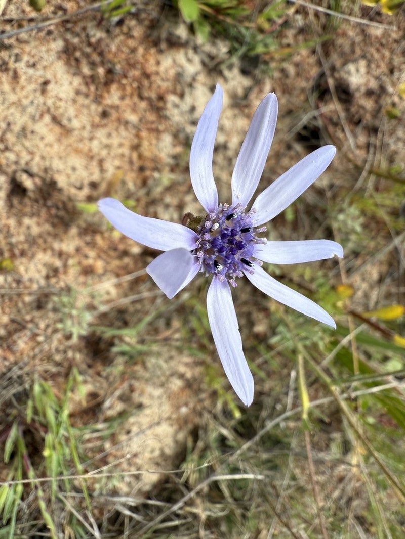 Felicia heterophylla photo 5
