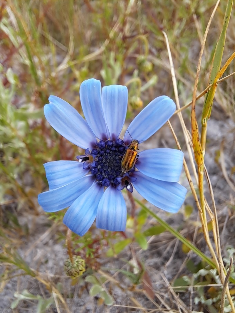 Felicia heterophylla photo 6
