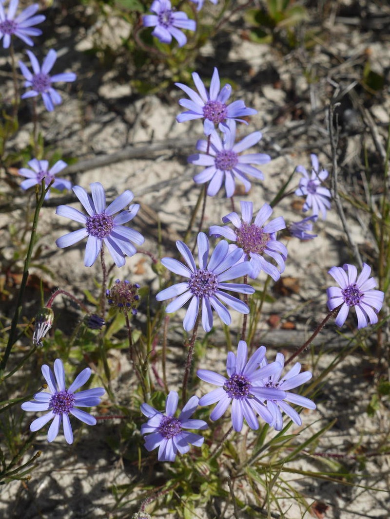 Felicia heterophylla photo 7