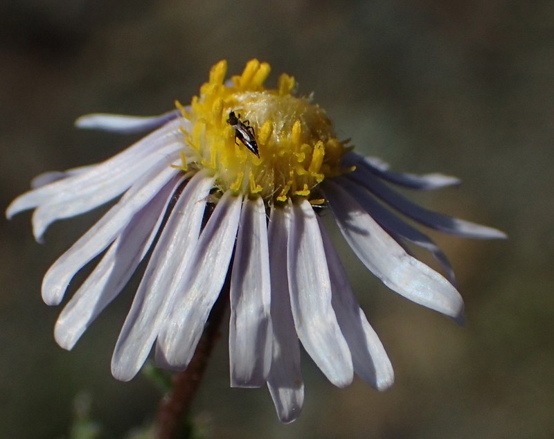 Felicia hirsuta photo 2