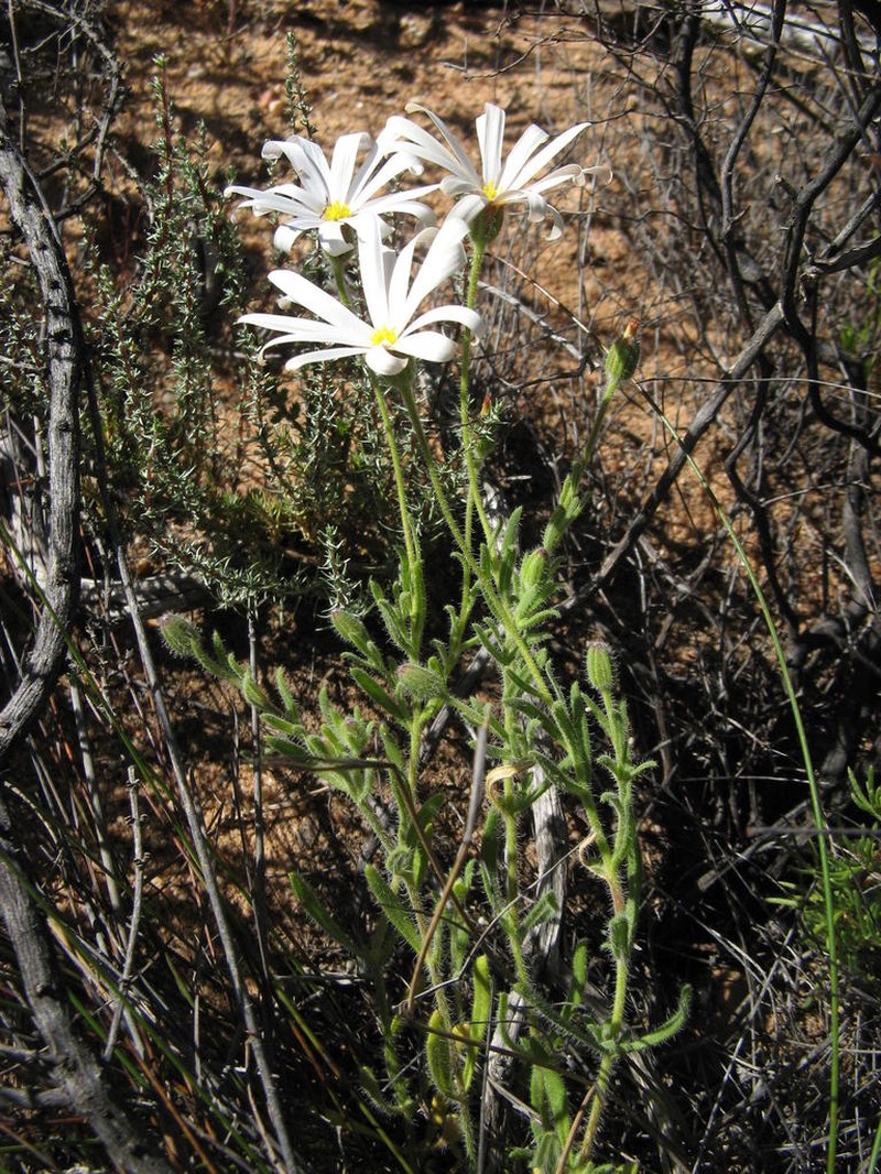 Felicia hirsuta photo 3
