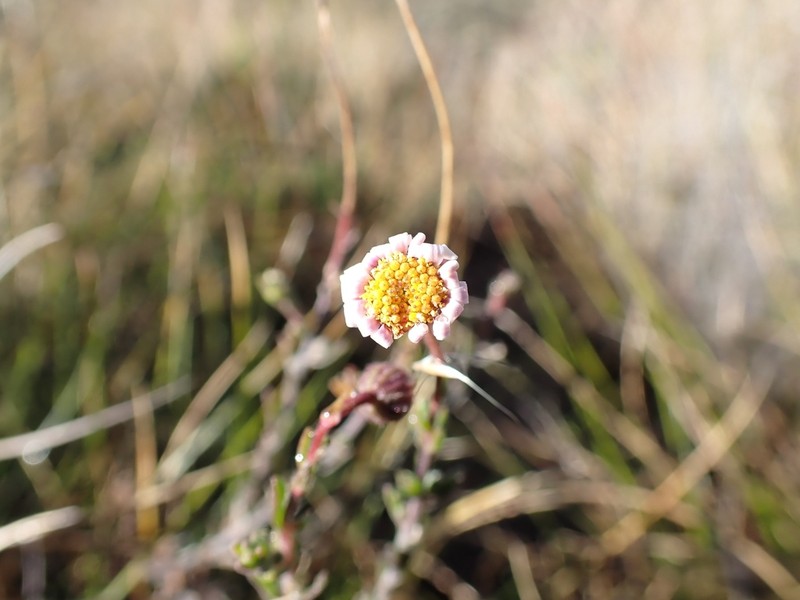 Felicia hirsuta photo 4
