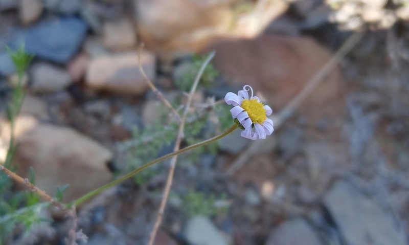 Felicia hirsuta photo 5