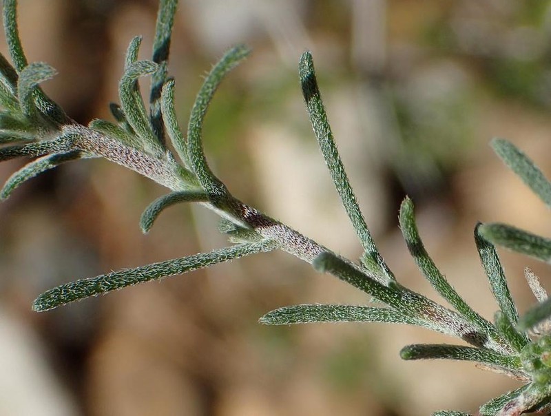 Felicia hirsuta photo 6