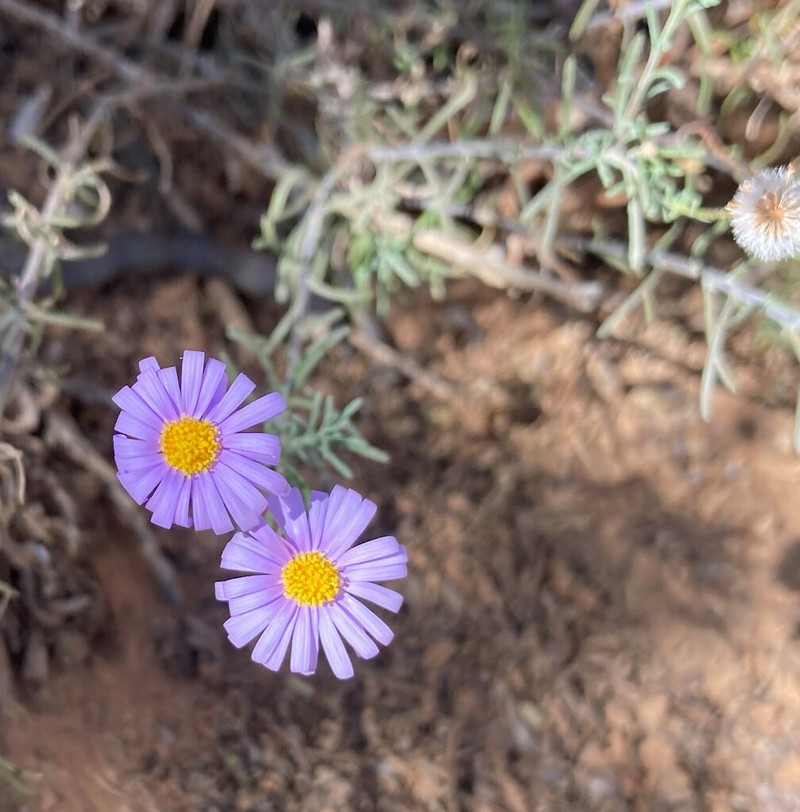 Felicia hirsuta photo 8