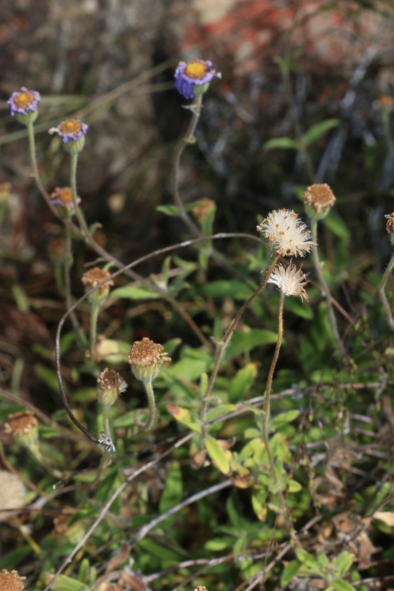 Felicia hispida