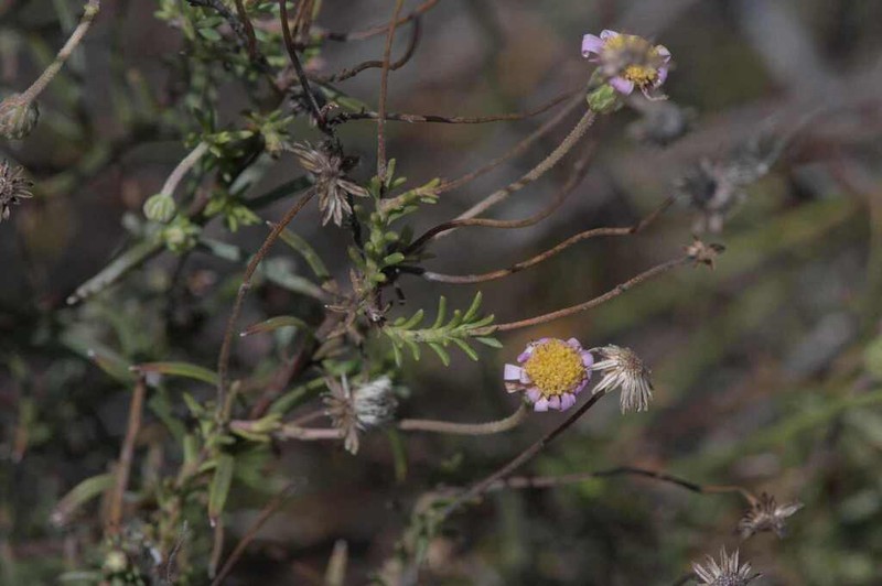 Felicia hyssopifolia