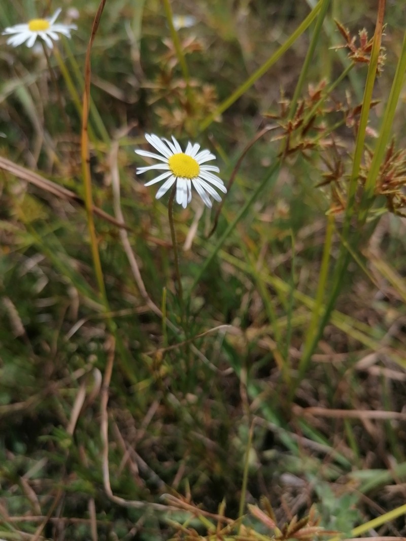 Felicia hyssopifolia photo 2
