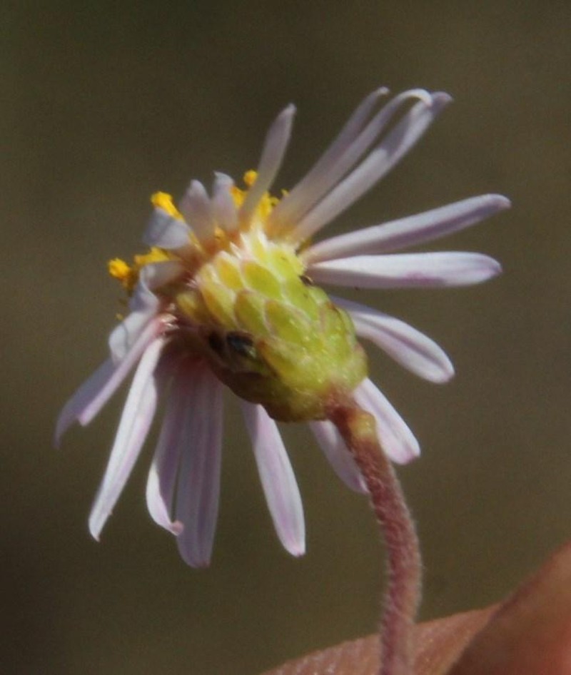 Felicia hyssopifolia photo 3