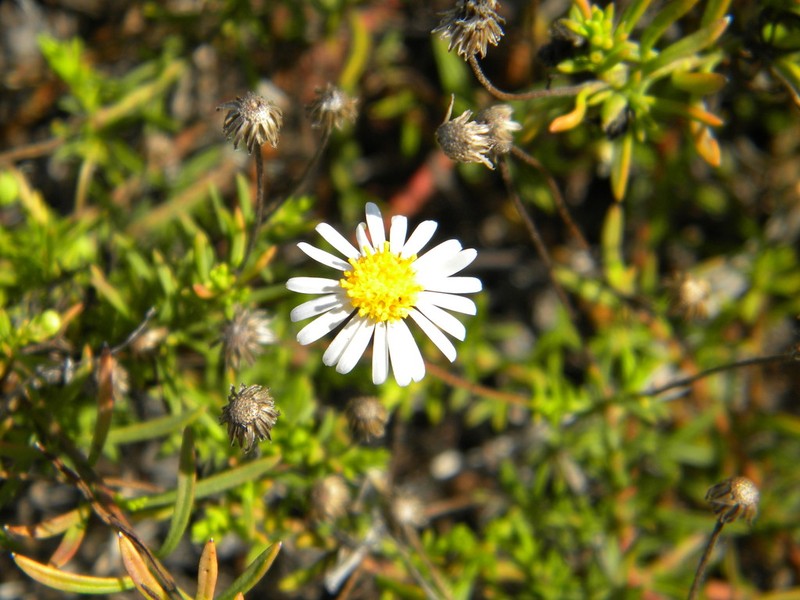 Felicia hyssopifolia photo 4