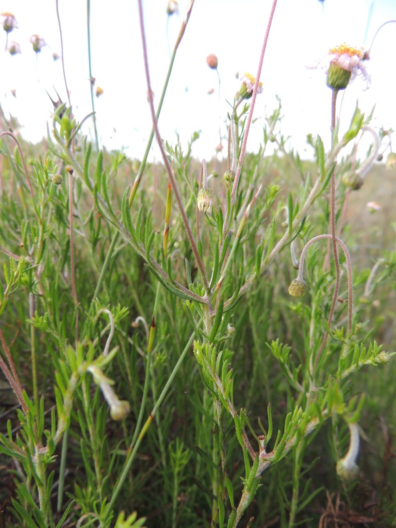 Felicia hyssopifolia photo 5