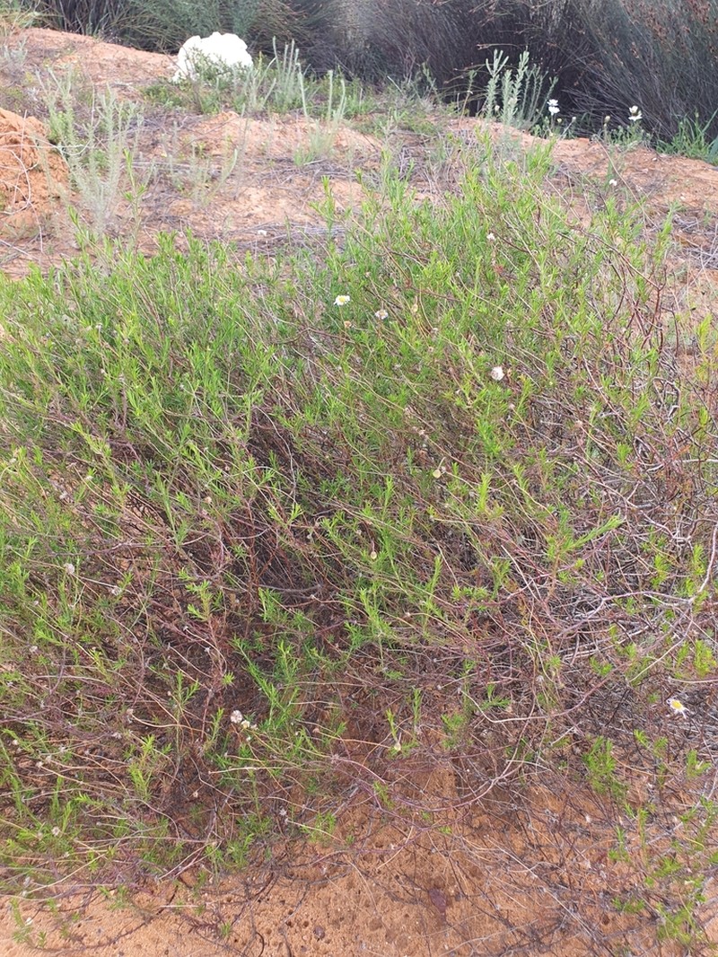 Felicia hyssopifolia photo 8